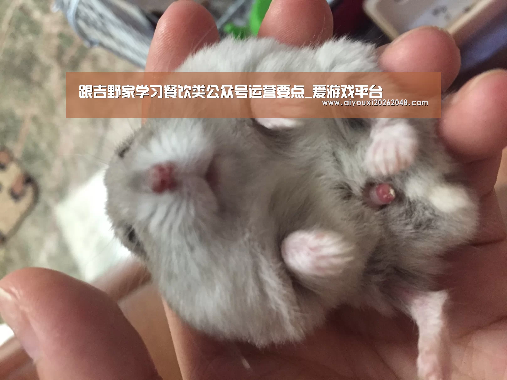 爱游戏直播