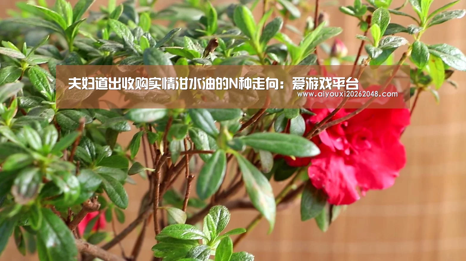 夫妇道出收购实情泔水油的N种走向:爱游戏平台(图2) 爱游戏体育